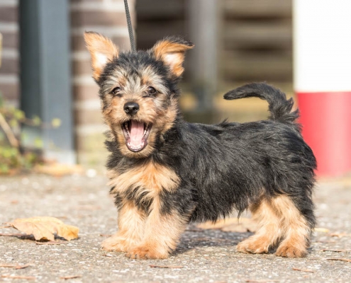 Australian Terrier