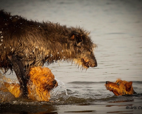 Australian Terrier