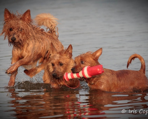 Australian Terrier