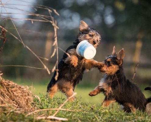 Australian Terrier