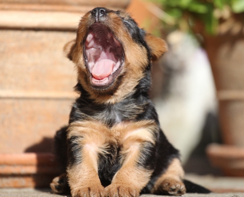 Australian Terrier