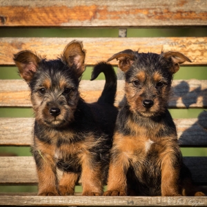 Australian Terrier von den Grauen Anfurten