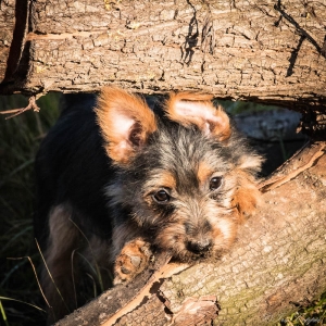 Australian Terrier