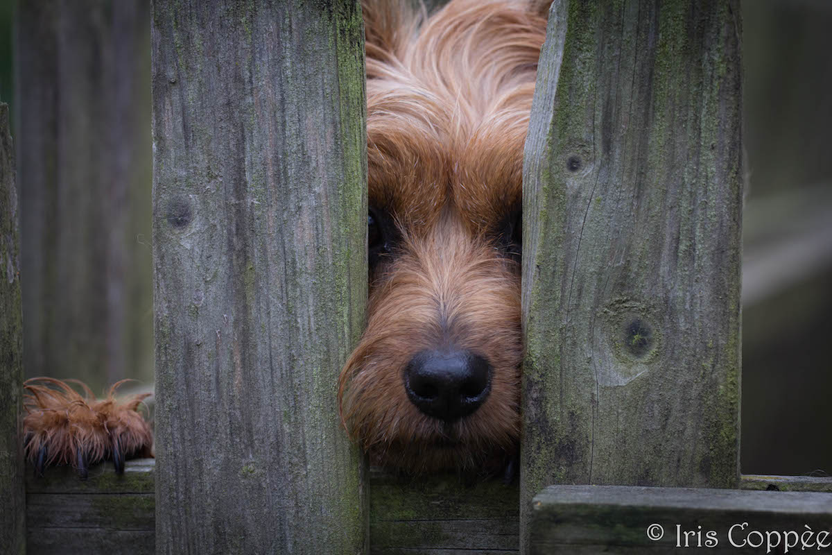 Australian Terrier