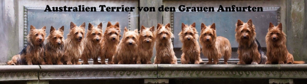 Australian Terrier