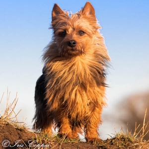 Australian Terrier