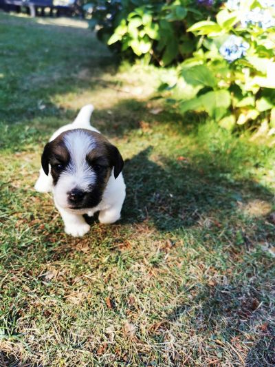 Kleiner Jack Russell Terrier
