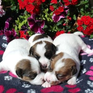 Jack Russell Terrier Welpen
