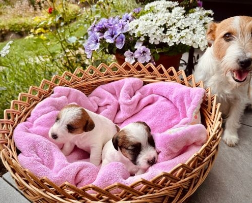 Jack Russell Terrier Welpen von der Vogtlandbande