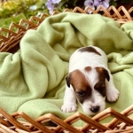 Jack Russell Terrier Welpen von der Vogtlandbande