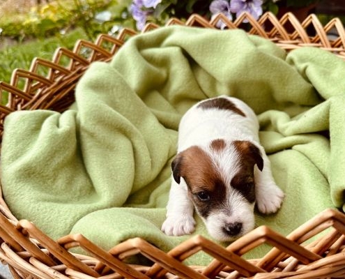 Jack Russell Terrier Welpen von der Vogtlandbande