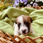 Jack Russell Terrier Welpen von der Vogtlandbande