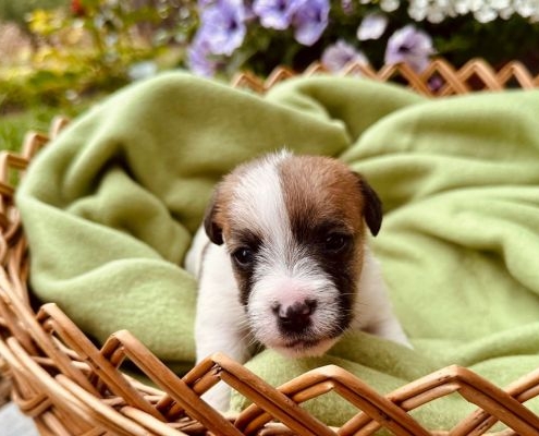 Jack Russell Terrier Welpen von der Vogtlandbande