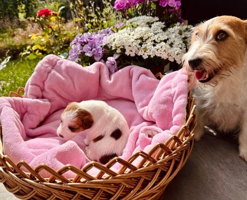 Jack Russell Terrier Welpen von der Vogtlandbande