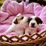 Jack Russell Terrier Welpen von der Vogtlandbande