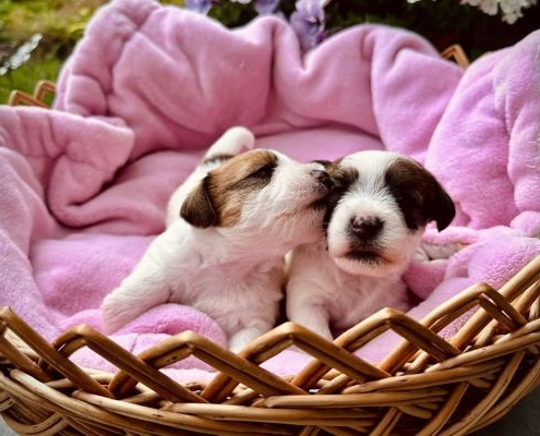 Jack Russell Terrier Welpen von der Vogtlandbande