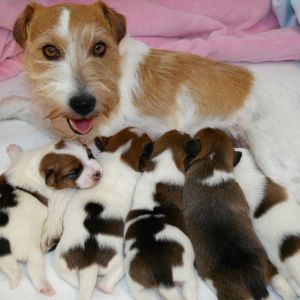 Jack Russell Terrier Mona mit fünf Welpen