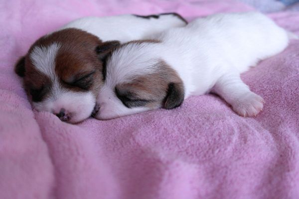 zwei weibliche Jack Russell Welpen von der Vogtlandbande