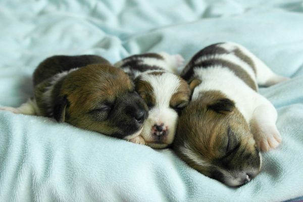 drei männliche Jack Russell Welpen von der Vogtlandbande