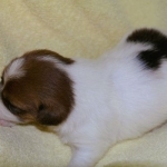 kleiner Jack Russell Welpe