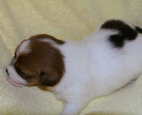 kleiner Jack Russell Welpe