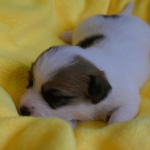 kleiner Jack Russell Welpe