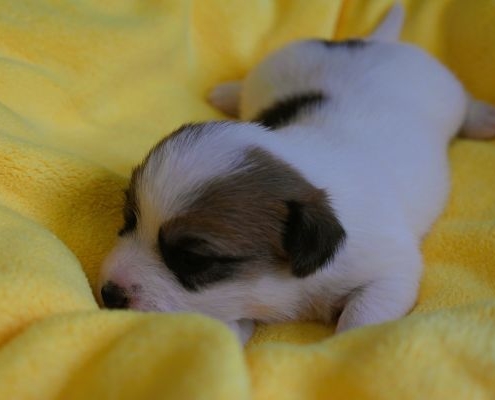 kleiner Jack Russell Welpe