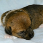 kleiner Jack Russell Welpe