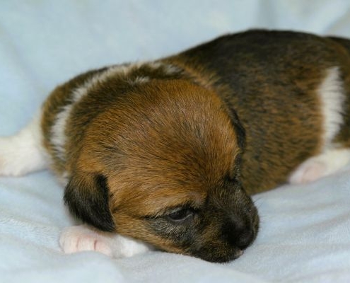 kleiner Jack Russell Welpe