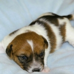 kleiner Jack Russell Welpe