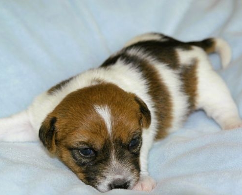 kleiner Jack Russell Welpe