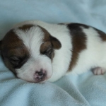 kleiner Jack Russell Welpe