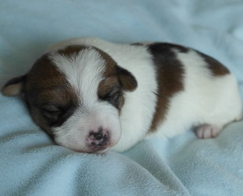 kleiner Jack Russell Welpe
