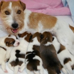 Jack Russell Terrier Hündin mit Welpen