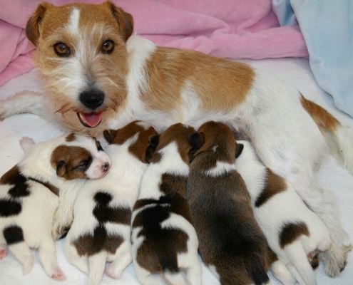Jack Russell Terrier Hündin mit Welpen