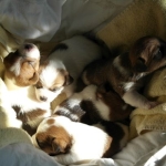 fünf kleine Jack Russell Welpen