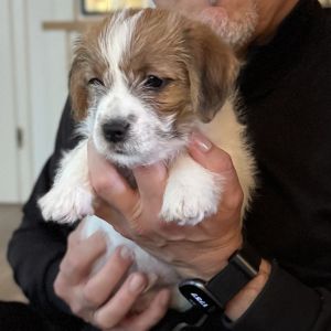 Jack Russell Terrier Welpen
