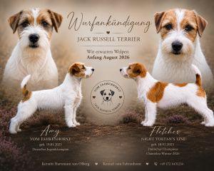 Jack Russell Terrier Welpen