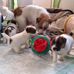 Jack Russell Terrier Welpen