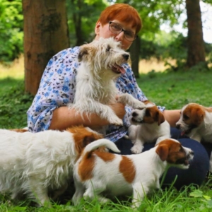 Jack Russell Terrier Never Say Never Again Züchterin mit Welpen