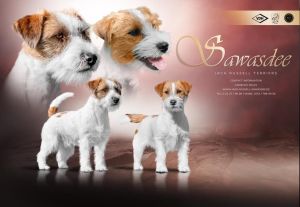 Jack Russell Terrier Welpen