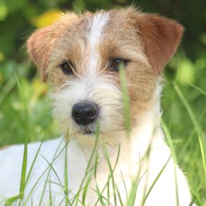 Jack Russell Zucht Sawasdee