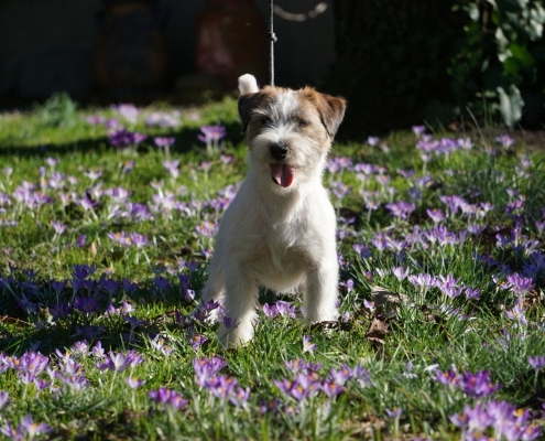 Sawasdee Jack Russell Terrier