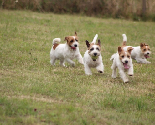 Sawasdee Jack Russell Terrier