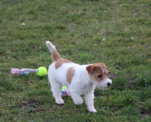 Sawasdee Jack Russell Terrier