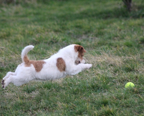 Sawasdee Jack Russell Terrier