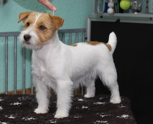 Sawasdee Jack Russell Terrier