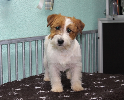 Sawasdee Jack Russell Terrier