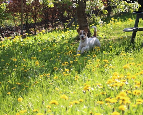 Sawasdee Jack Russell Terrier