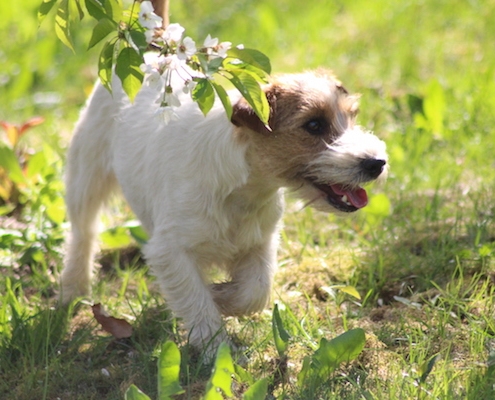 Sawasdee Jack Russell Terrier